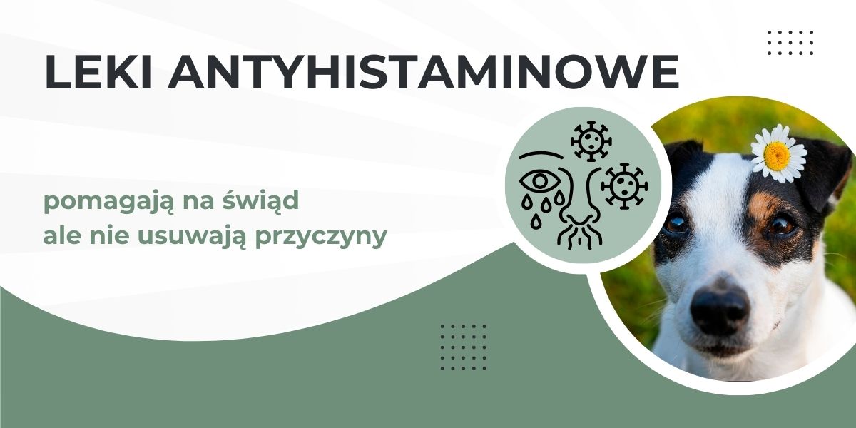 leki antyhistaminowe dla psa