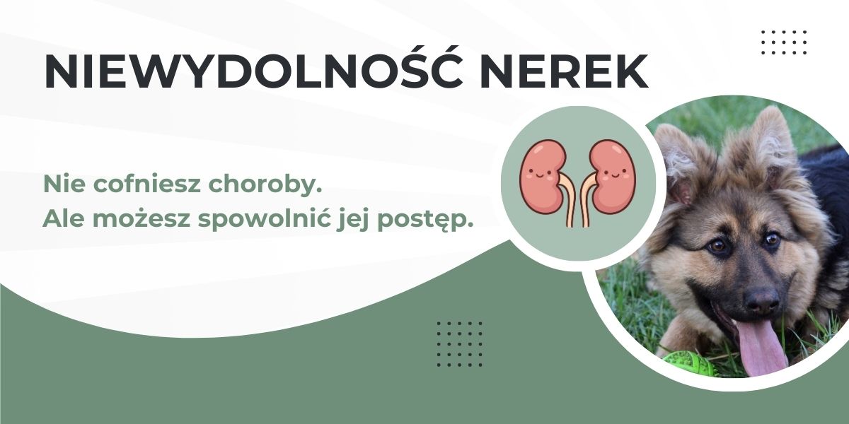 niewydolność nerek u psa