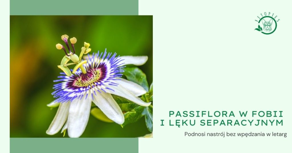 passiflora pies boi sie fajerwerkow