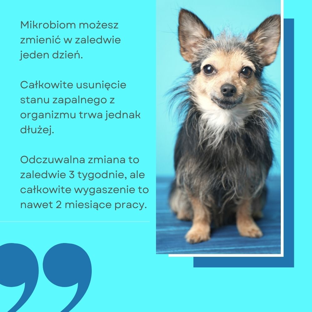 wzmocnić odporność psa, czyli o poszukiwaniu balansu - cz 1 - Aga Magiera | Fitopies.pl