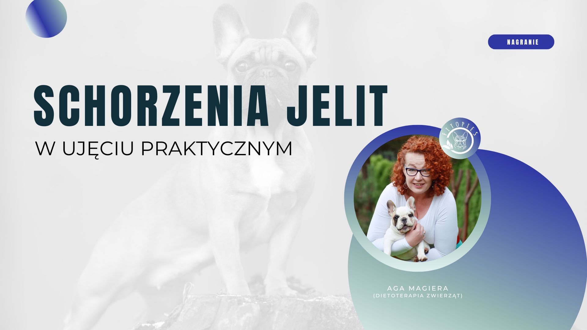 schorzenia jelit u psa