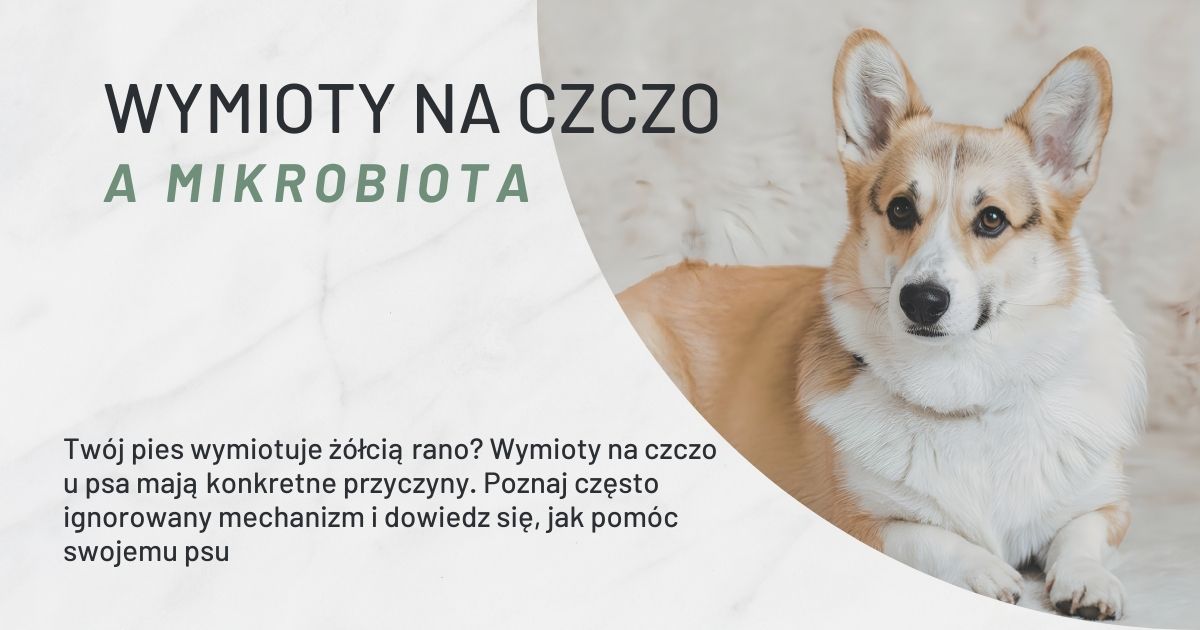 wymioty na czczo u psa a mikrobiota