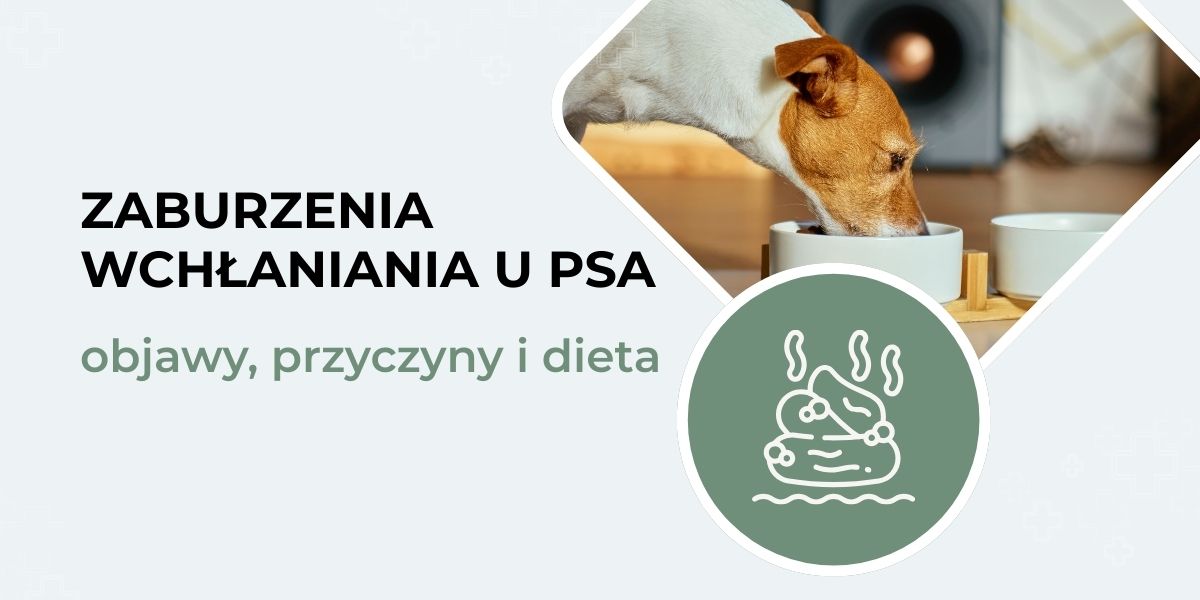 zaburzenia wchłaniania u psa