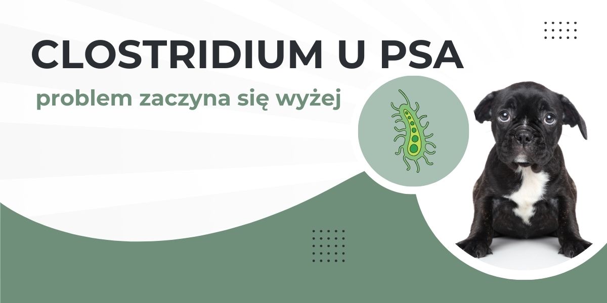 Nawracająca biegunka u psa. Dlaczego problem wraca mimo tej samej diety? 2 clostridium u psa biegunka