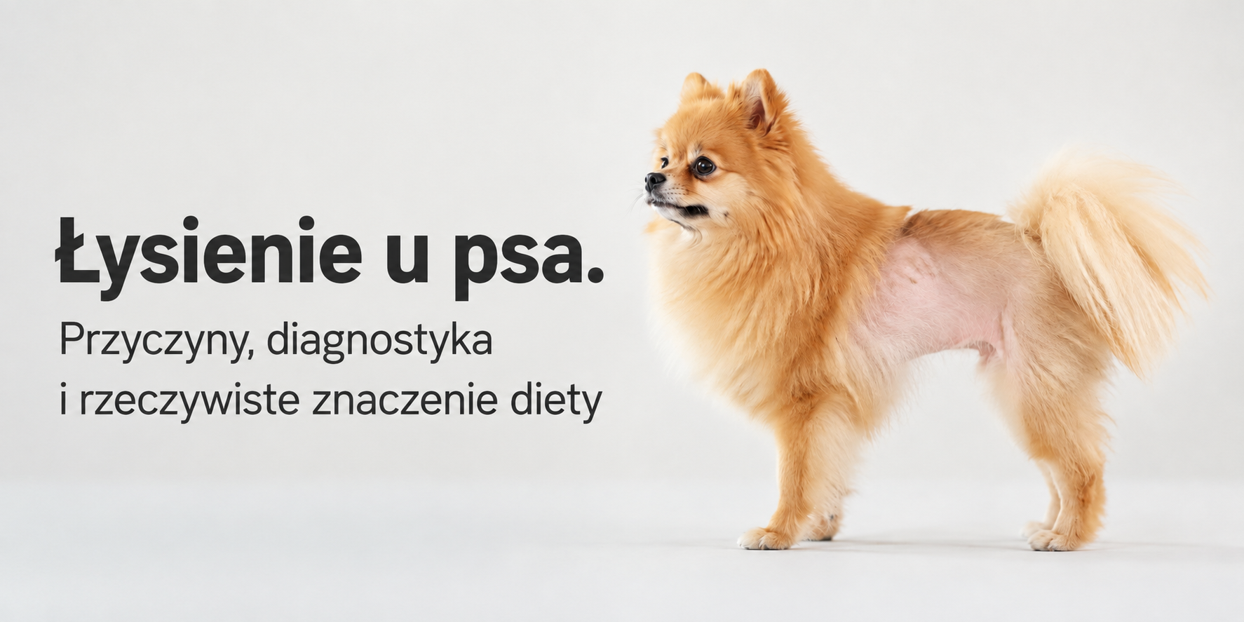 łysienie u psa