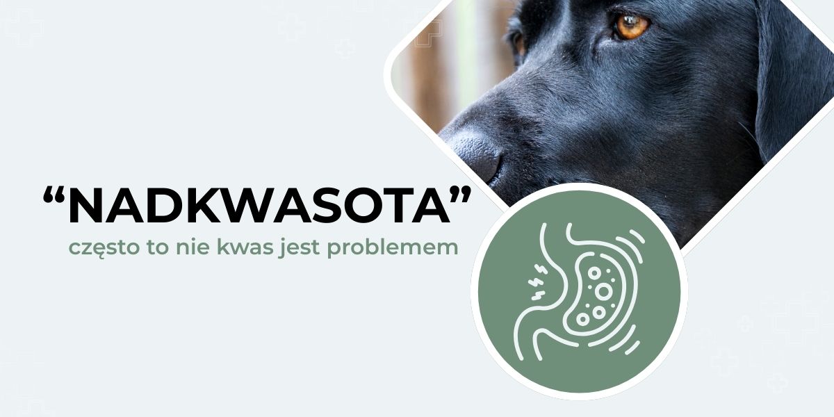 Stłuszczenie wątroby u psa. Czy powiększona i jaśniejsza wątroba oznacza stłuszczenie? 2 nadkwasota u psa