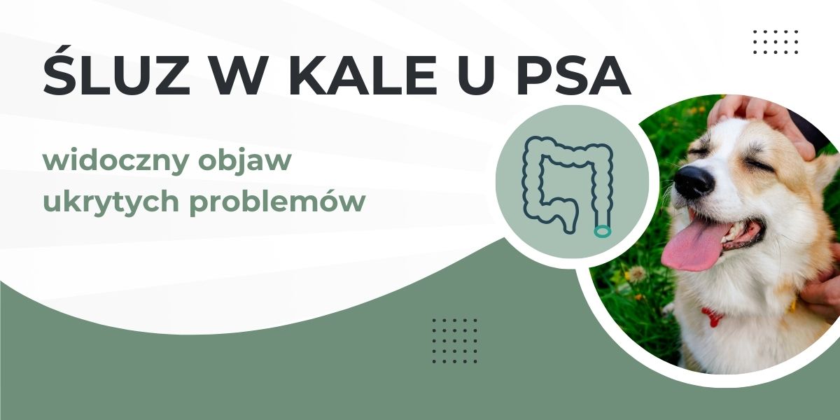 śluz w kale u psa