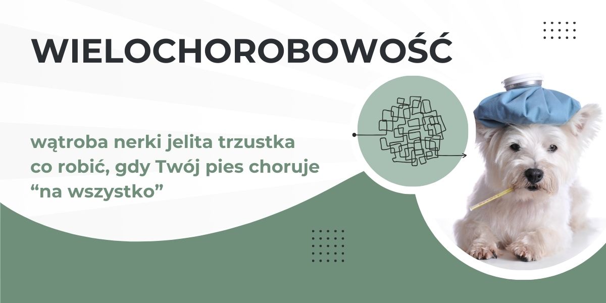 dieta dla psa z chorą trzustką, wątrobą i nerkami