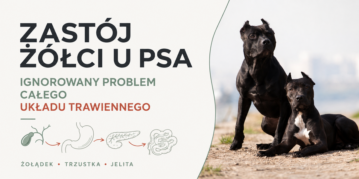 Stłuszczenie wątroby u psa. Czy powiększona i jaśniejsza wątroba oznacza stłuszczenie? 3 zastoj zolci u psa naglowek 1200x600 1