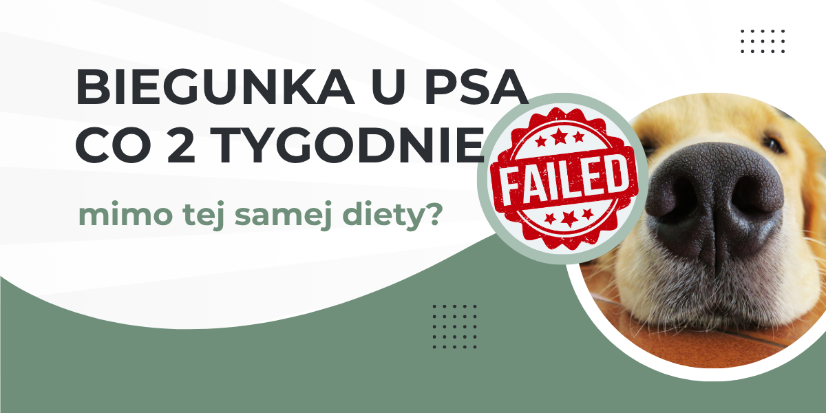 nawracająca biegunka u psa