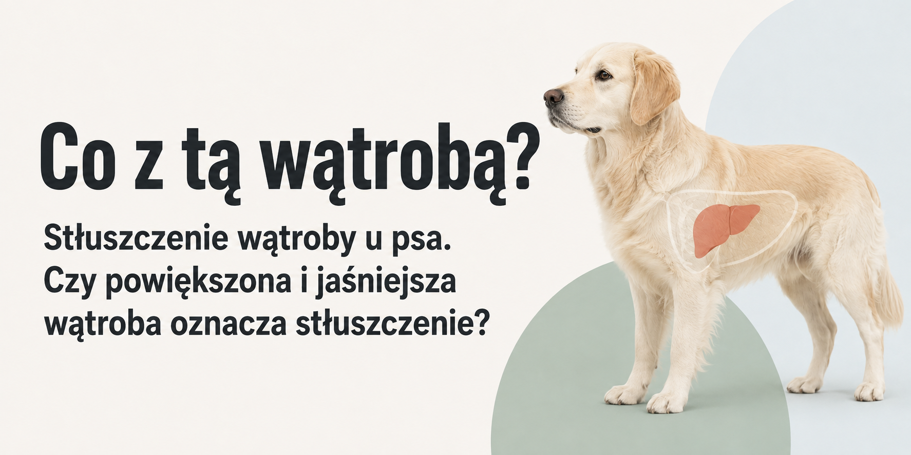 Stłuszczenie wątroby u psa