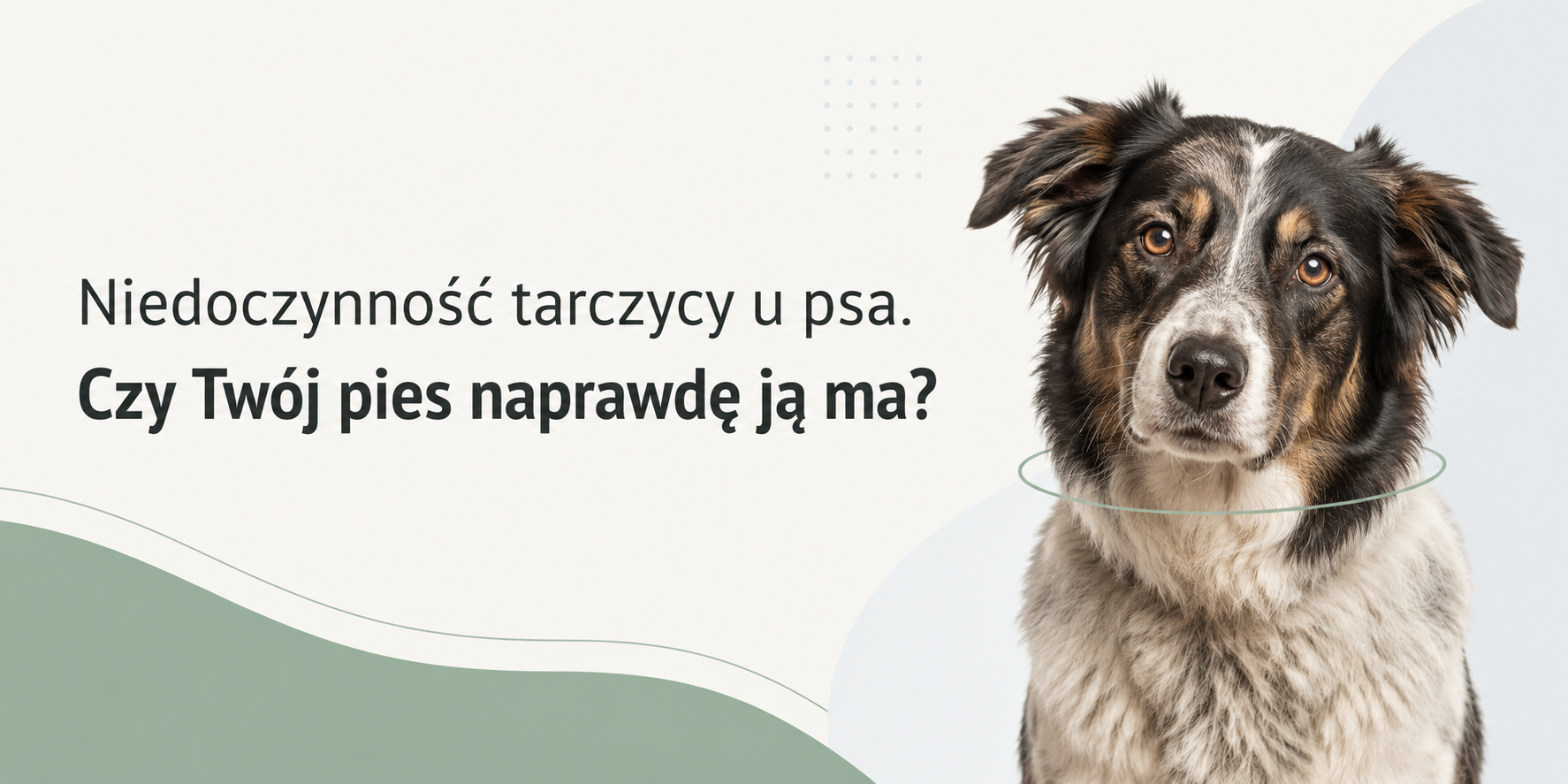 niedoczynność tarczycy u psa